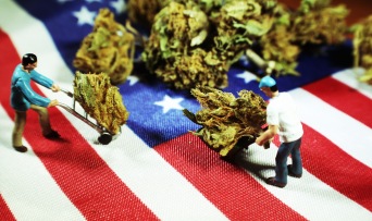 Marijuana and American Flag