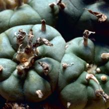 Peyote and Mescaline