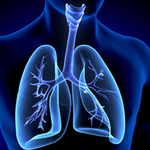 lung illustration