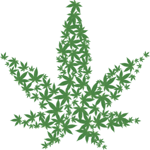 image of marijuana leaves