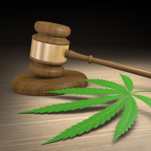 Marijuana and gavel