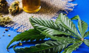 marijuana leaf and cbd oil